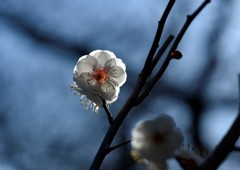 梅の花