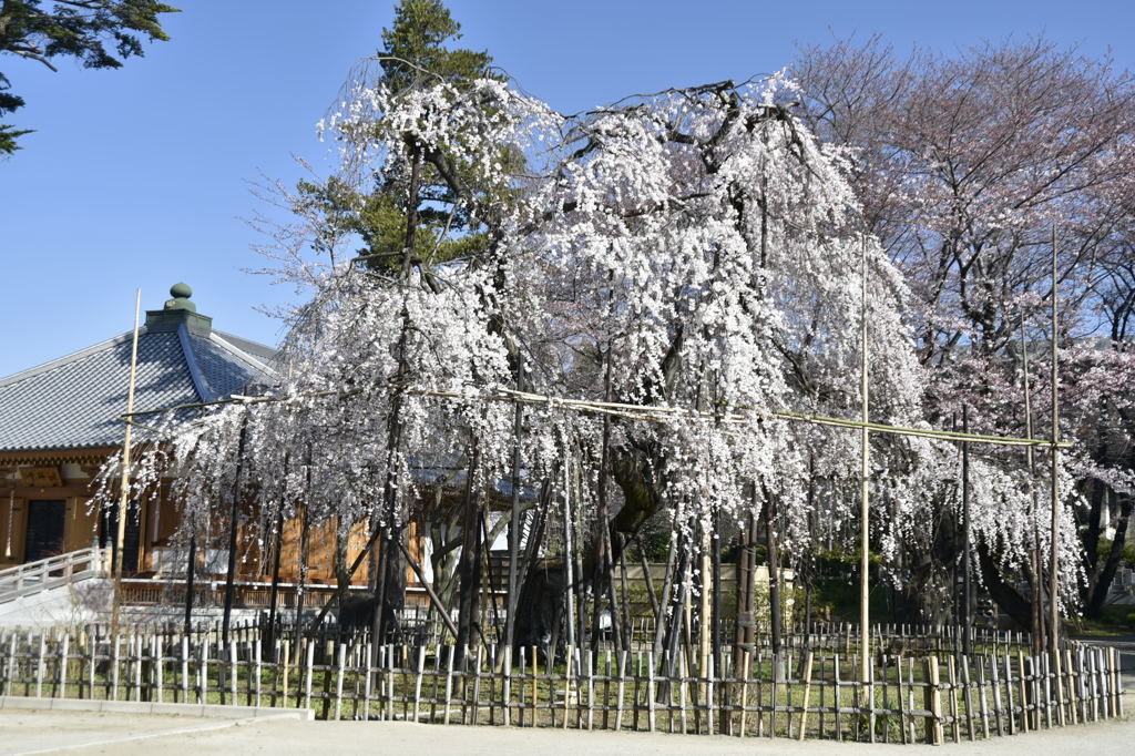 真間山弘法寺