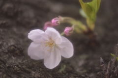 江戸城祉の桜　Ⅰ