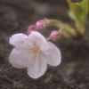 江戸城祉の桜　Ⅰ