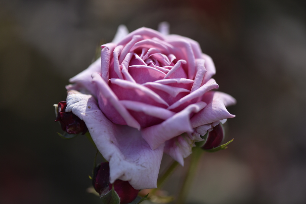 秋薔薇