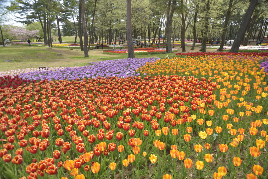 チュウリップ園