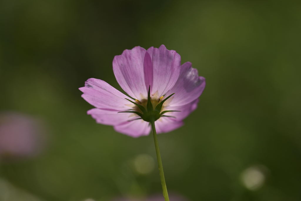 柏の秋桜