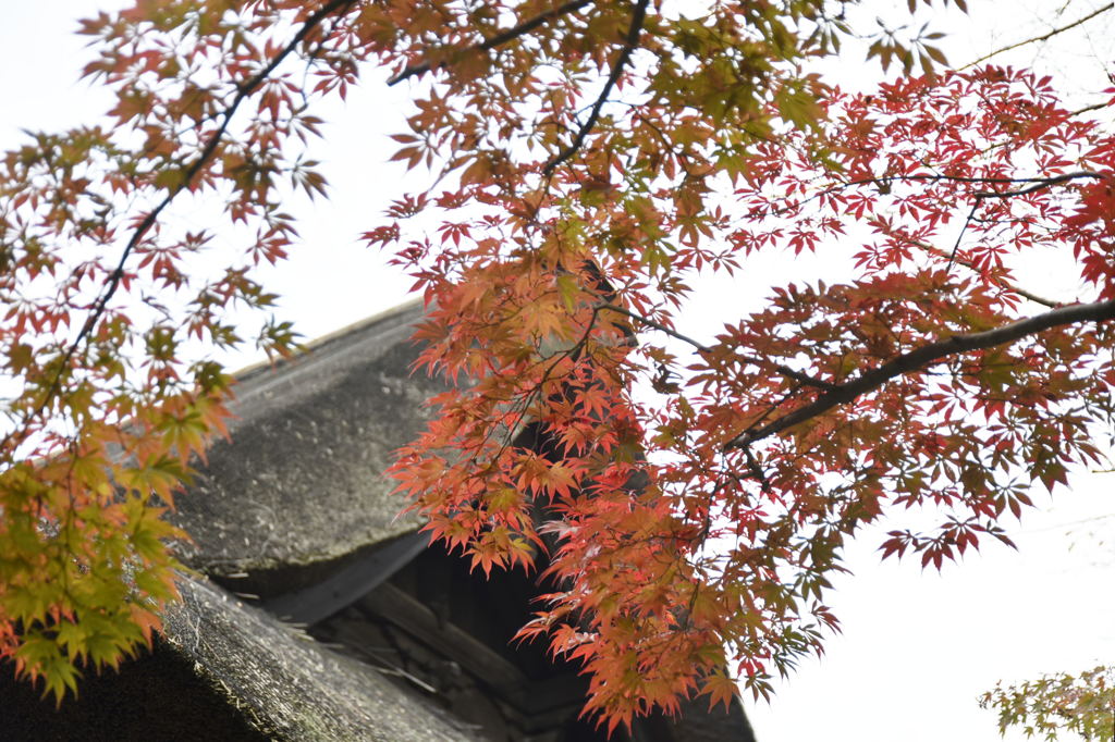 平林寺　仏殿