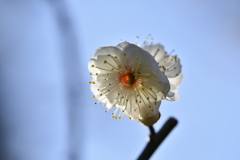 梅の花　２