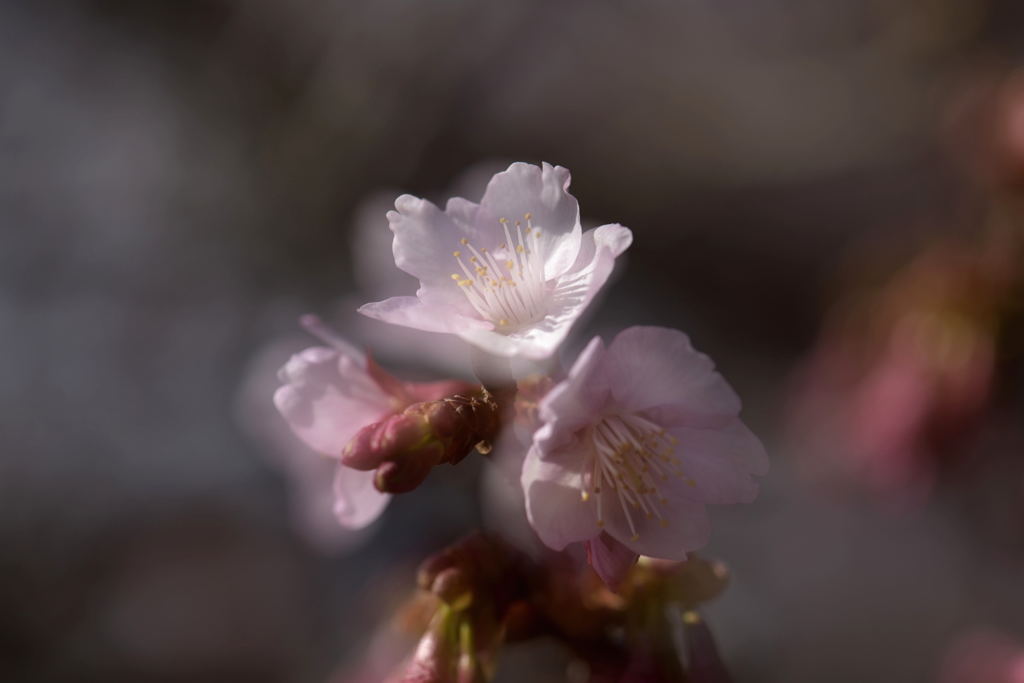 木漏れ日の寒桜