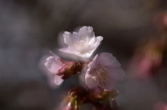 木漏れ日の寒桜