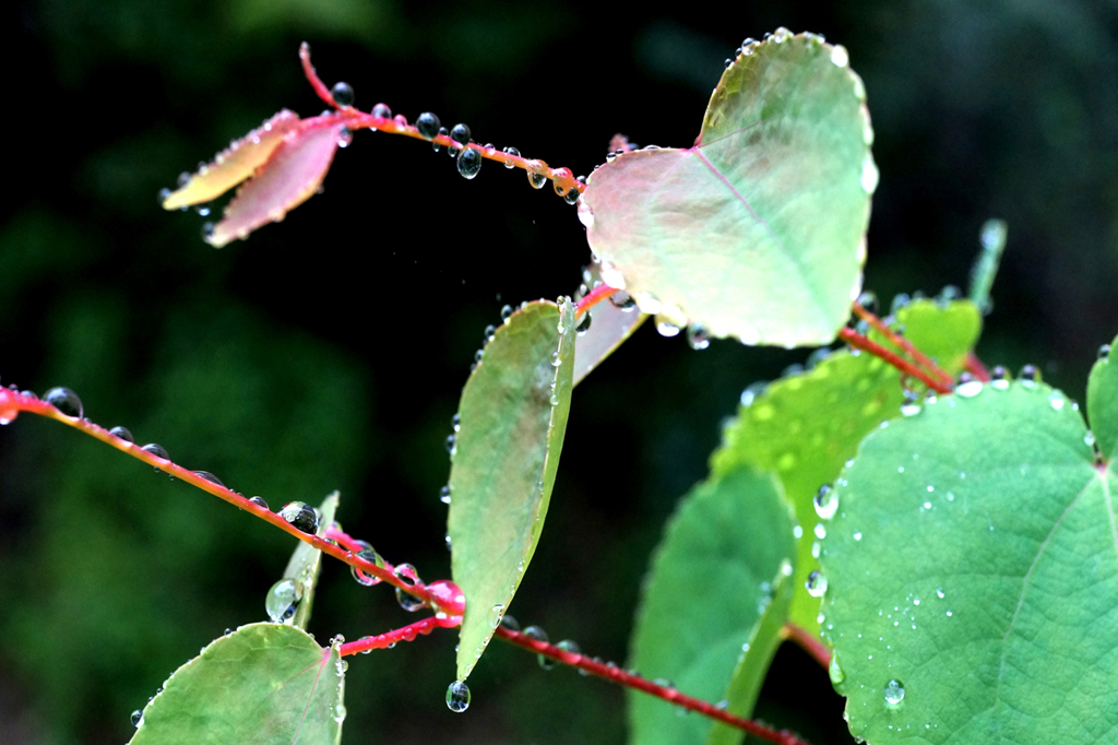 DSC08609B