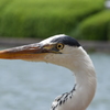 眼光