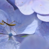 カマキリと花弁