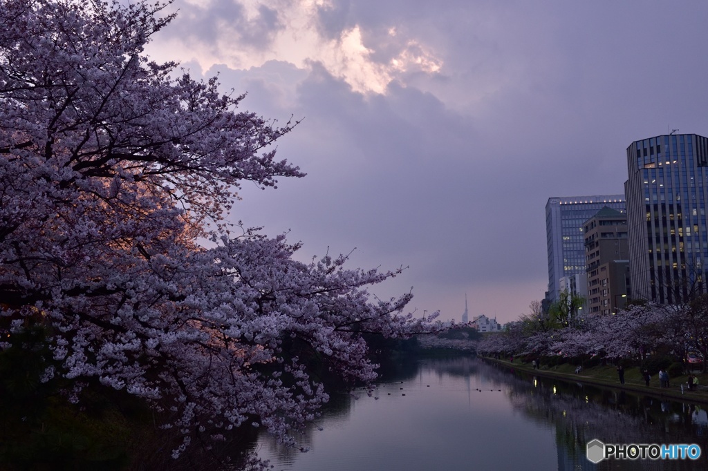 夕べの桜