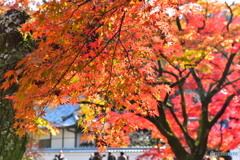 人はなぜ紅葉に酔うのか