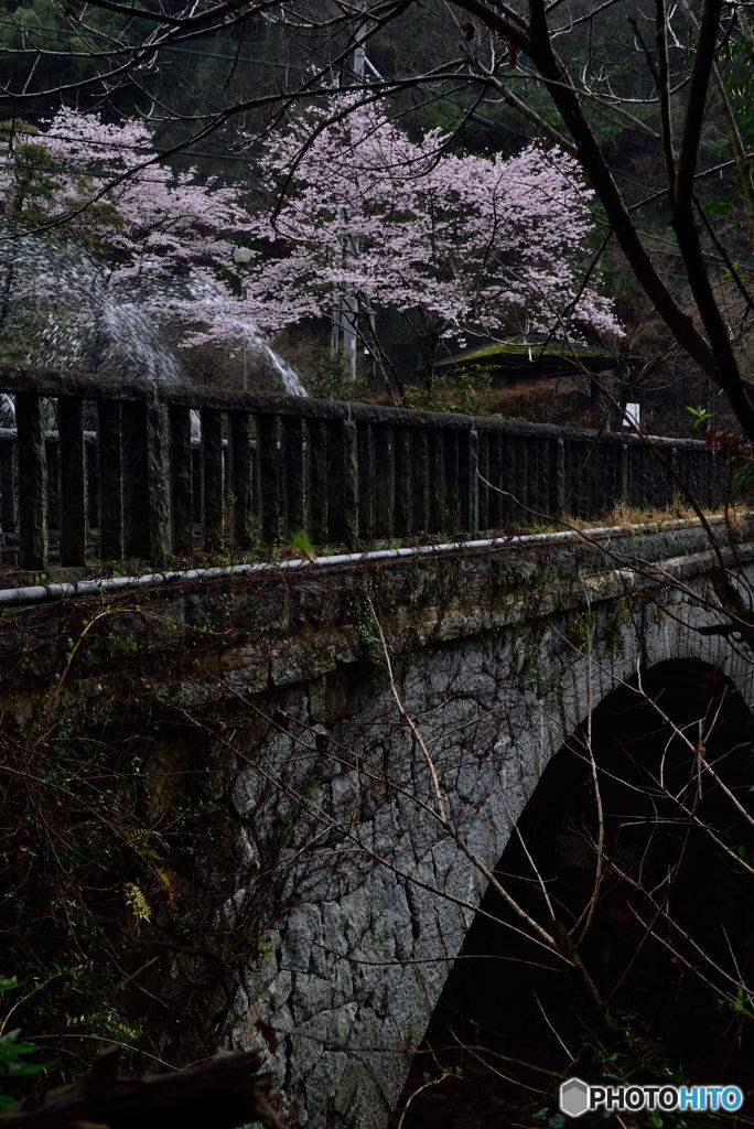 眼鏡橋の桜