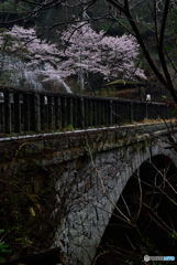 眼鏡橋の桜