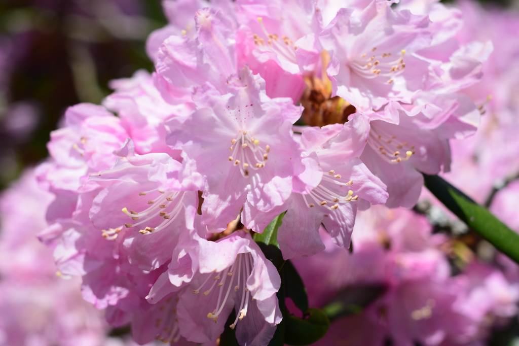 花てんこ盛り