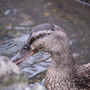 水鳥