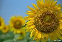 夏