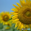 夏