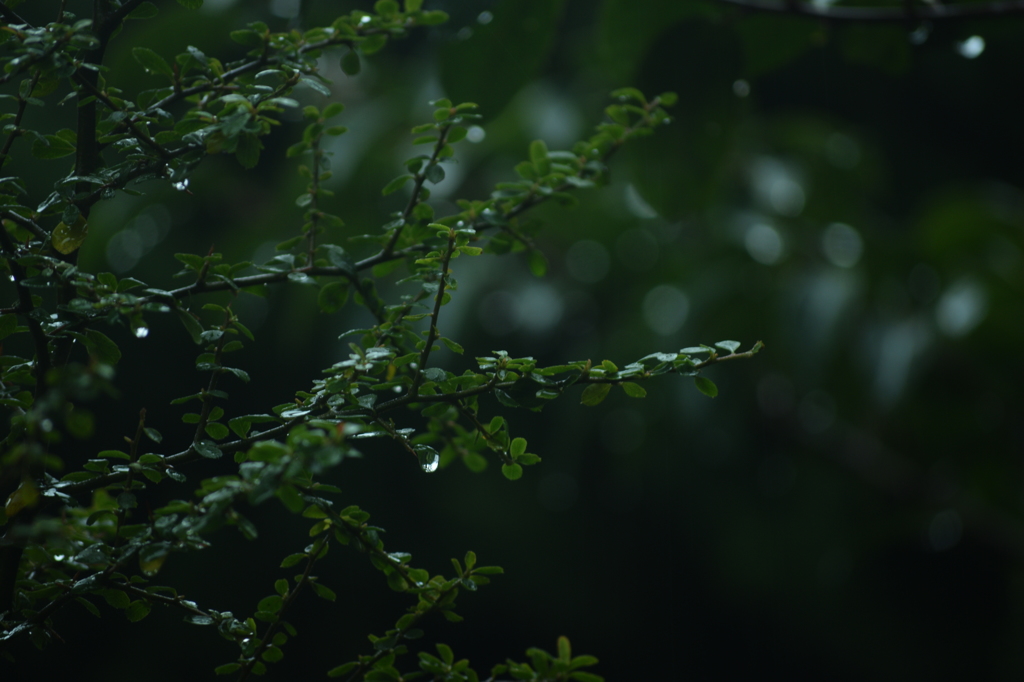 ボケの木の「ぼけ」