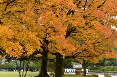 紅葉下