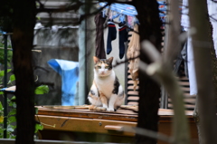 にらめっこ