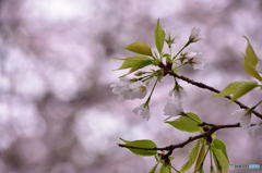 去りゆく桜の季節