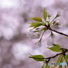 去りゆく桜の季節