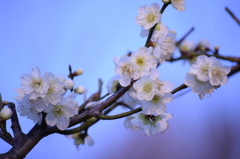 日の出を待つ梅花