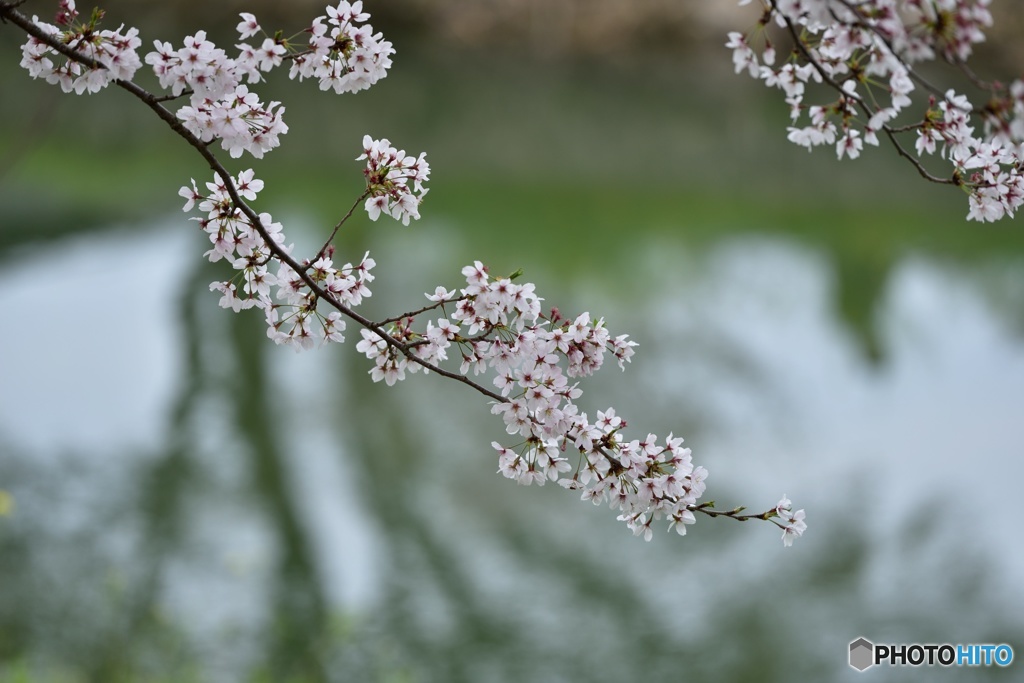 水面の桜