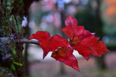 小紅葉