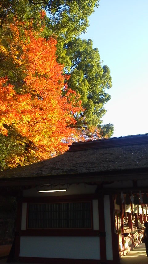 夕映えの紅葉