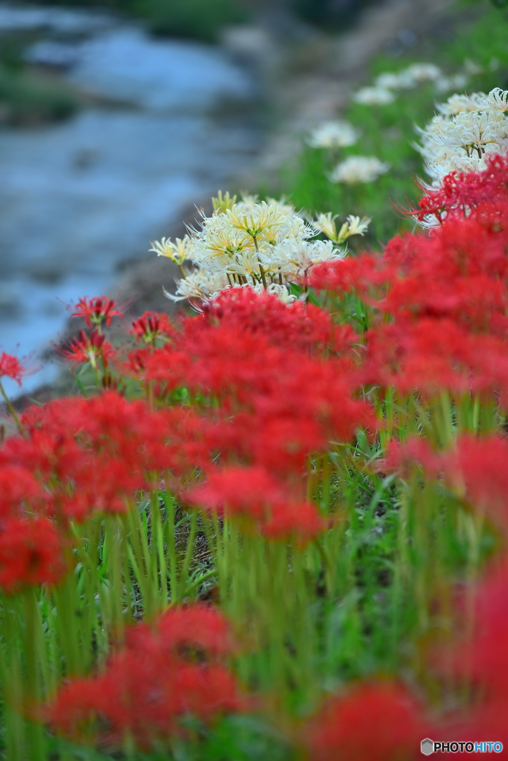せせらぎの曼珠沙華