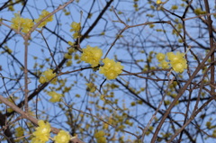 咲き競う