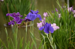 菖蒲池にて