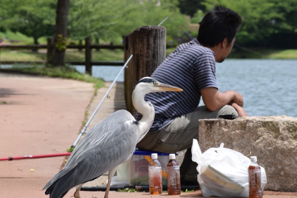 釣れますか