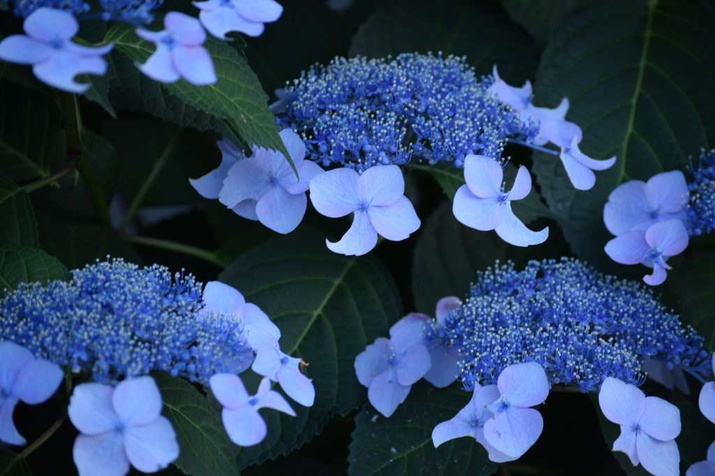 マンション入口の紫陽花