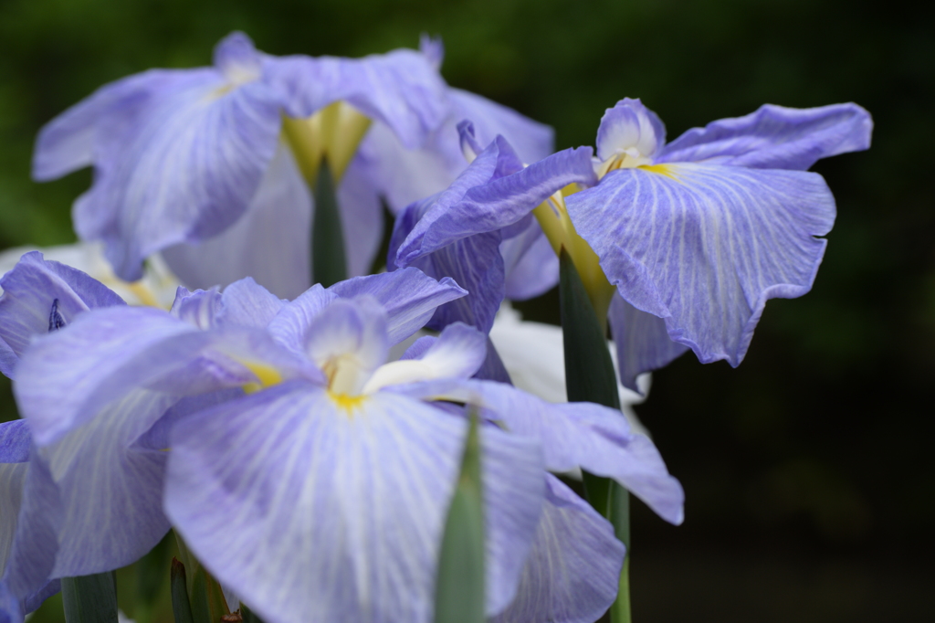 豊かな花弁
