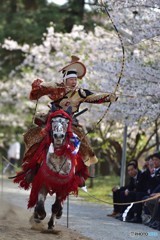 桜と流鏑馬