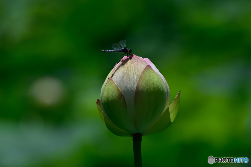 自分だけの特権