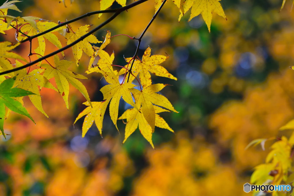 深山の紅葉