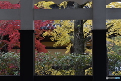 窓景の色づき