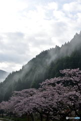 霧にむせぶ桜