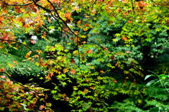 里山の紅葉