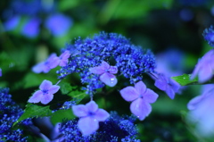 闇に浮かぶ紫陽花