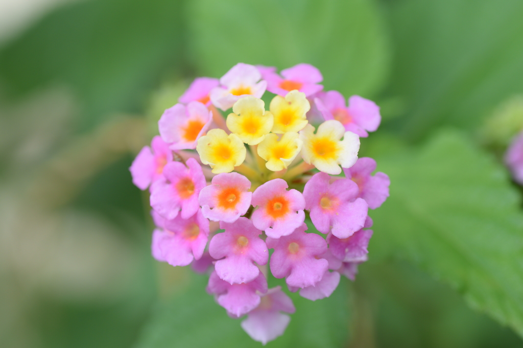 紫陽花ではありませんが