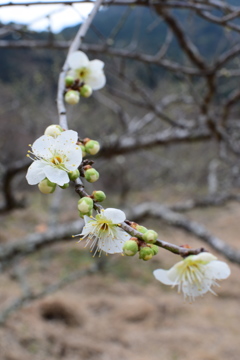 白梅咲く