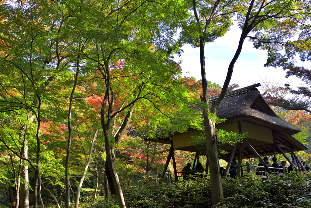 緑から紅へ