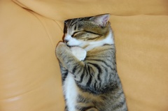 ギューって抱きしめて〜