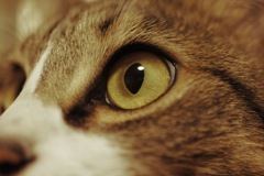 猫アップ