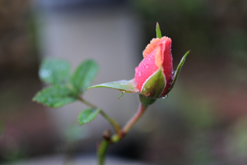 蕾